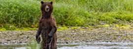 Bear Spray On Humans