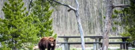 Wildlife Encounters Stay Safe While Camping