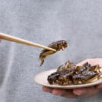 Edible Insects Guide Survival Nutrition