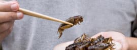 Edible Insects Guide Survival Nutrition